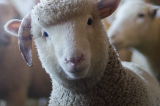 Veel geblaat, weinig wol (column)